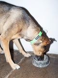 No Problemo Pet Bowl
